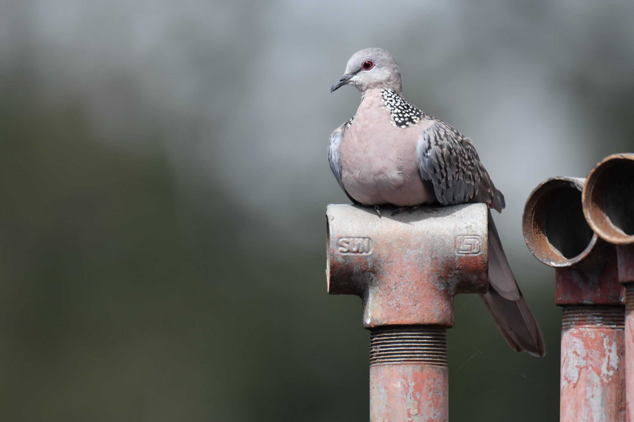 A gray bird with spotted neck and shoulders perches on a pipe.