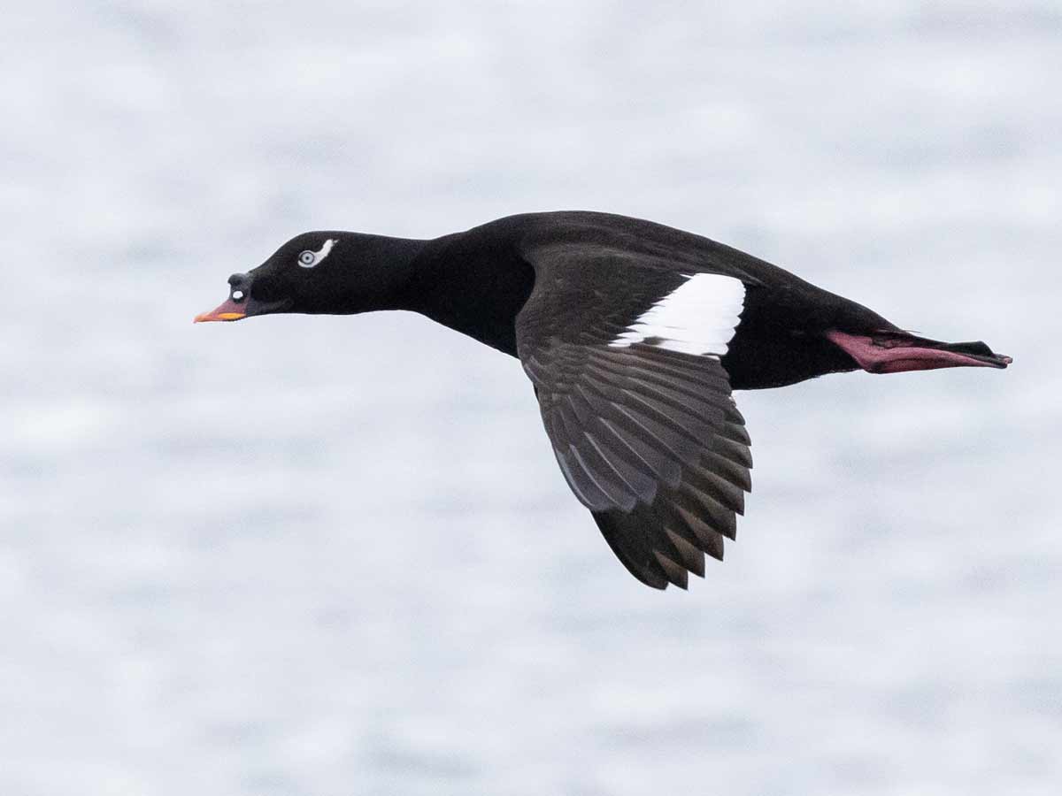 A blackish-brown duck with a white crescent behind the eye and a white wing patch flies over water.