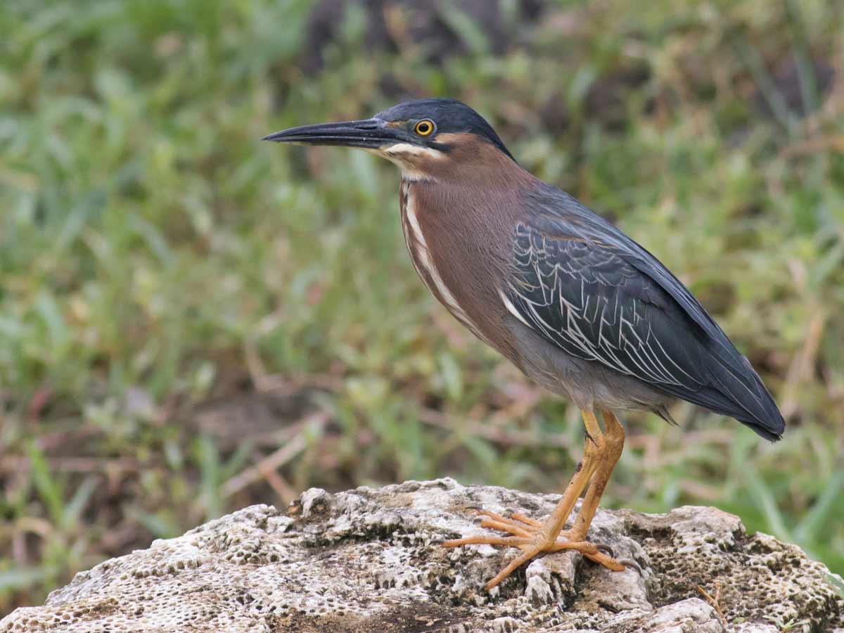A blackish and chestnut heron with yellow legs stands on a rock.