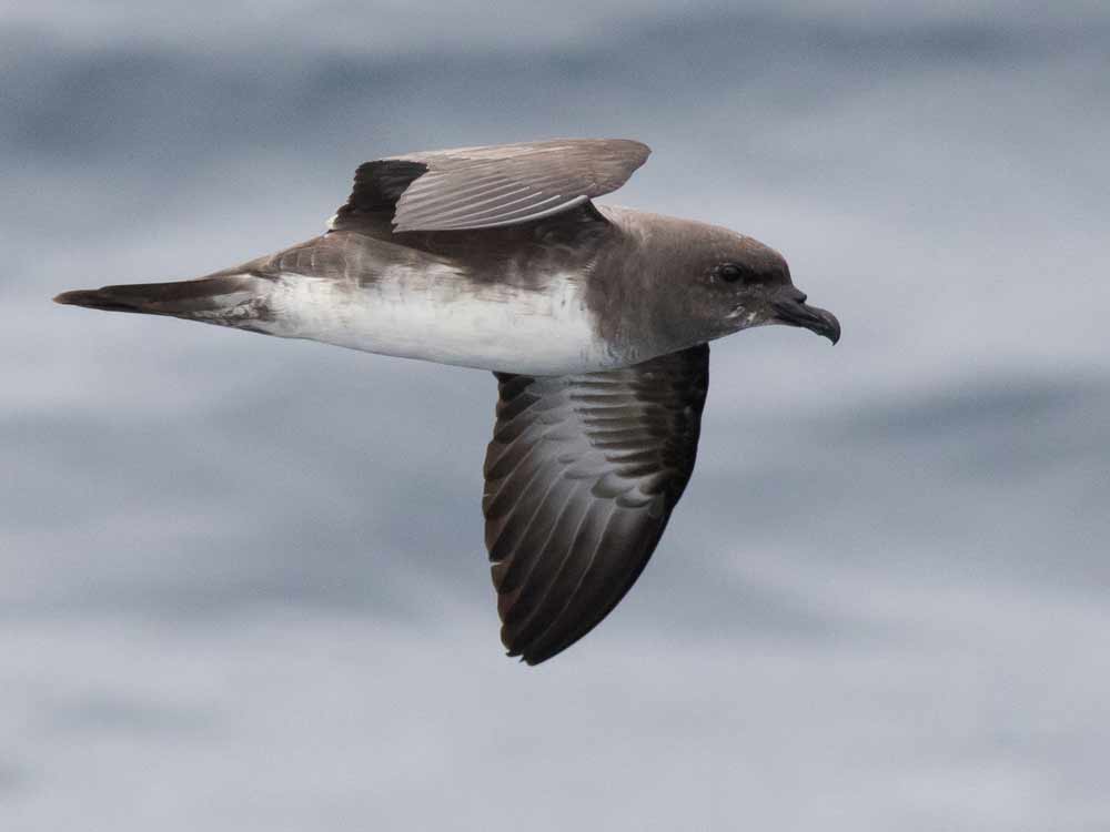 A brown and white seabird against a fuzzy gray background.