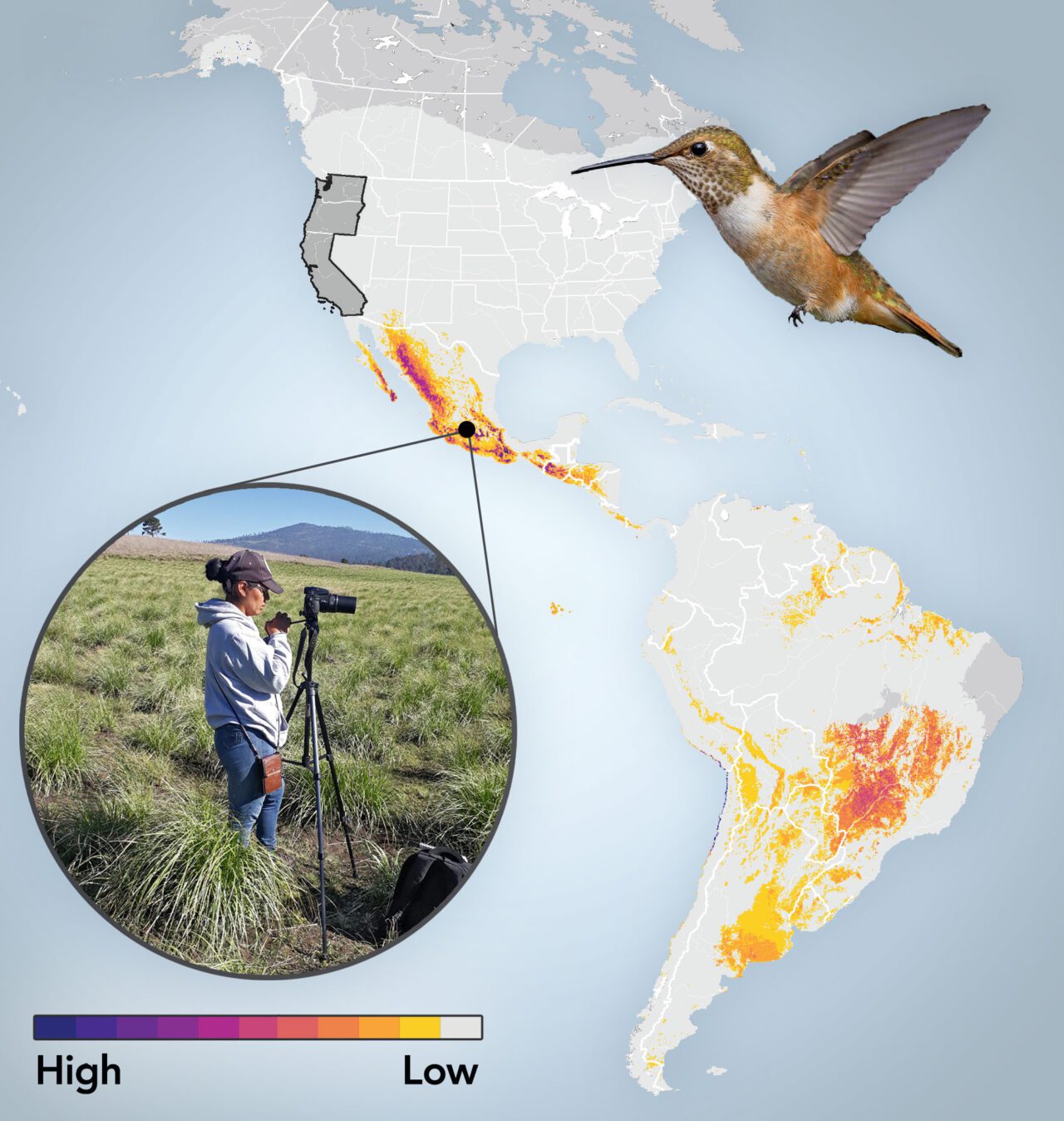 Map graphic of the Americas with colors marking out bird populations, and a photo of a woman with a camera tripod.