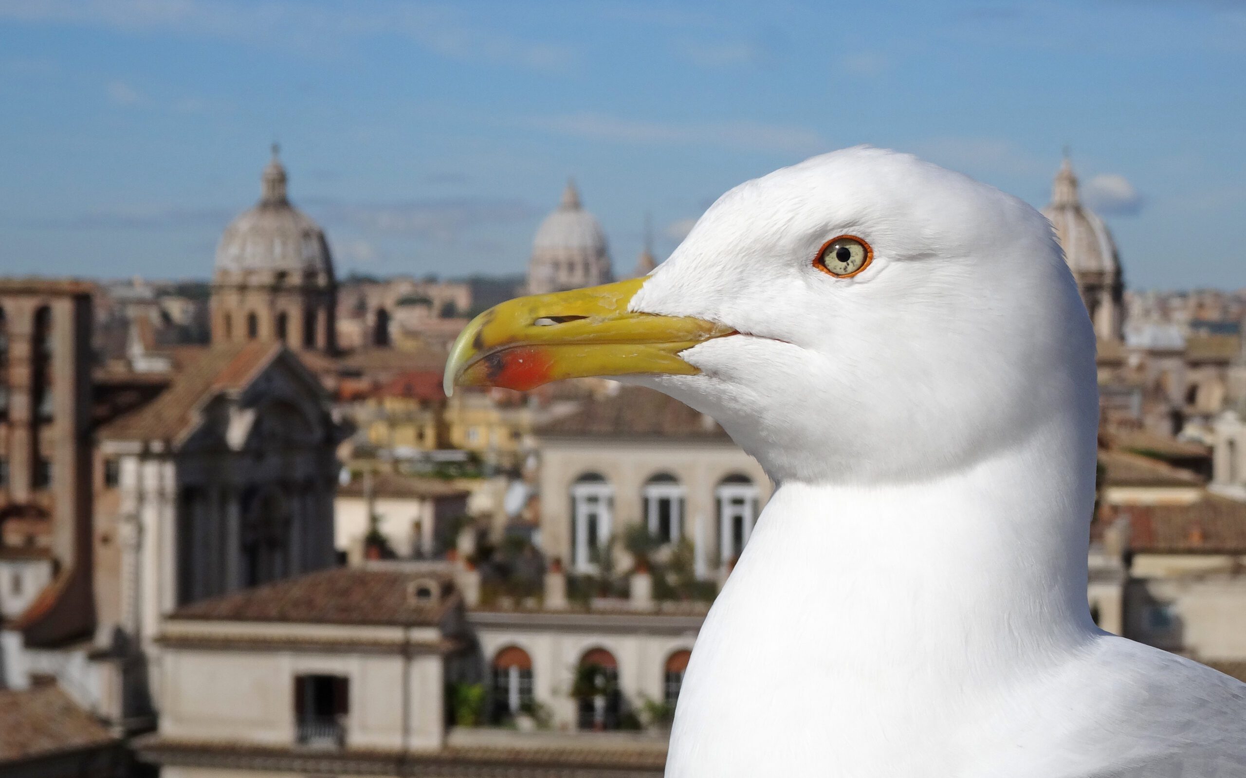 The head of a white bird with a yellow bill with an ancient urban background.