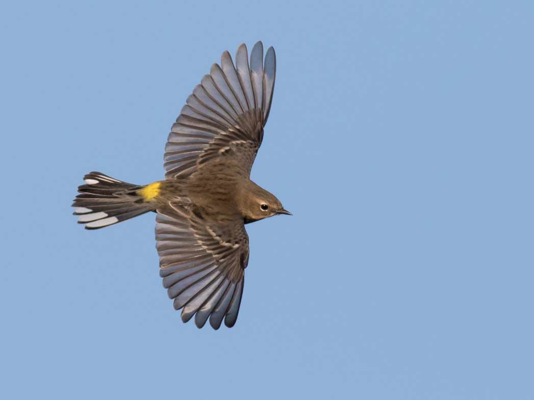 A brownish warbler with a yellow rump and white tail spots in mid-flight.