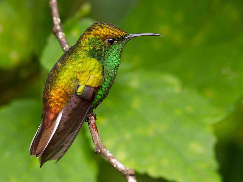 A small green hummingbird against a leafy background.