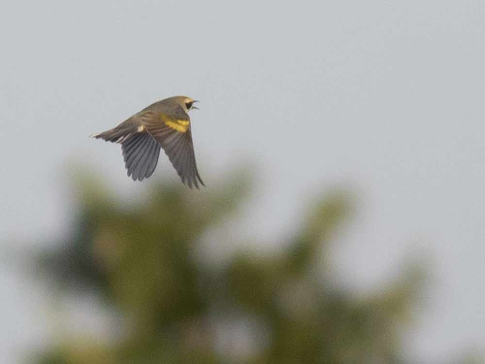 A gray warbler with yellow wingbars in mid-flight.