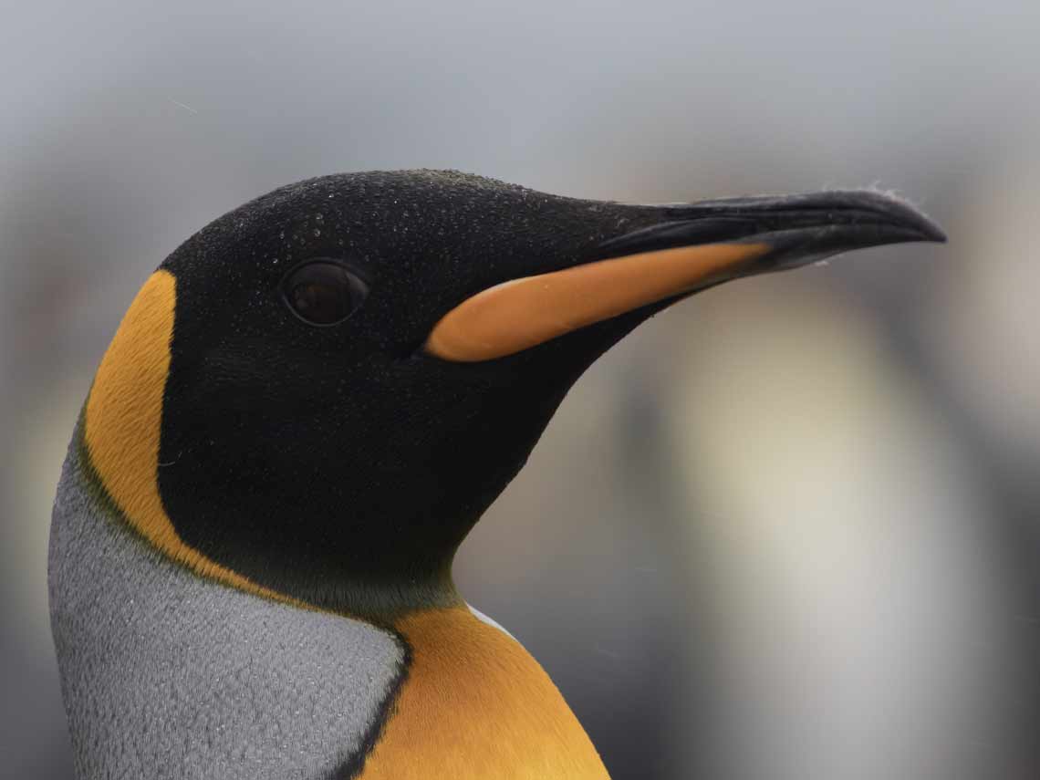 Closeup of a penguin's black, orange, and gray head.