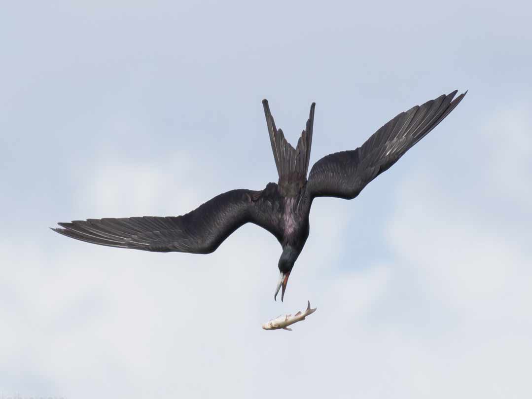 A large black seabird with a long forked tail dives after a falling fish.