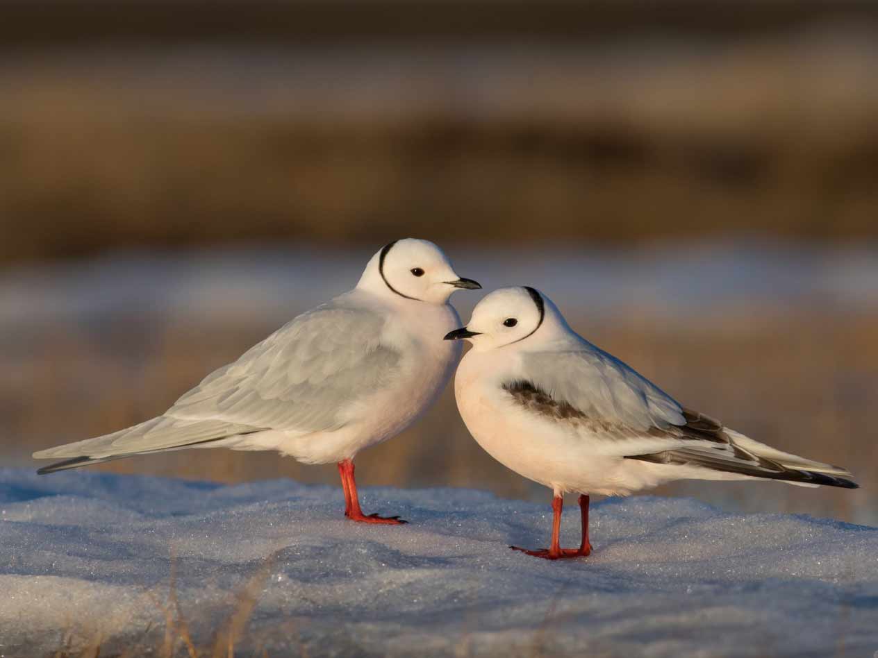 two pink-tinged gulls stand on snow