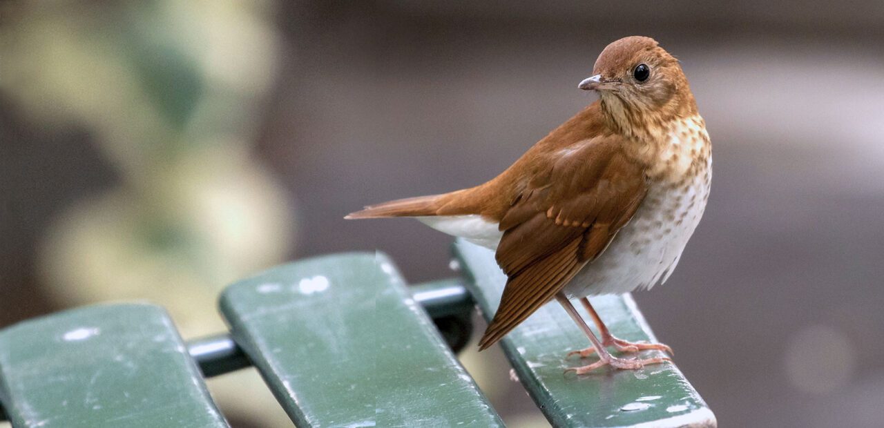 Orange/brown bird with white and rusty streaked underside perches on a city bench.