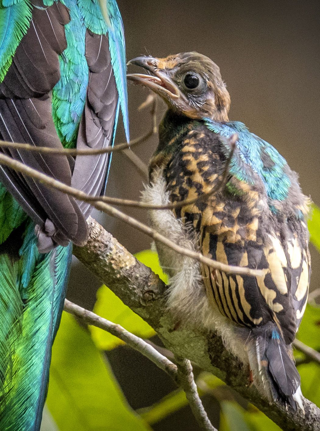 A fledgling bird just getting in iridescent feathers.