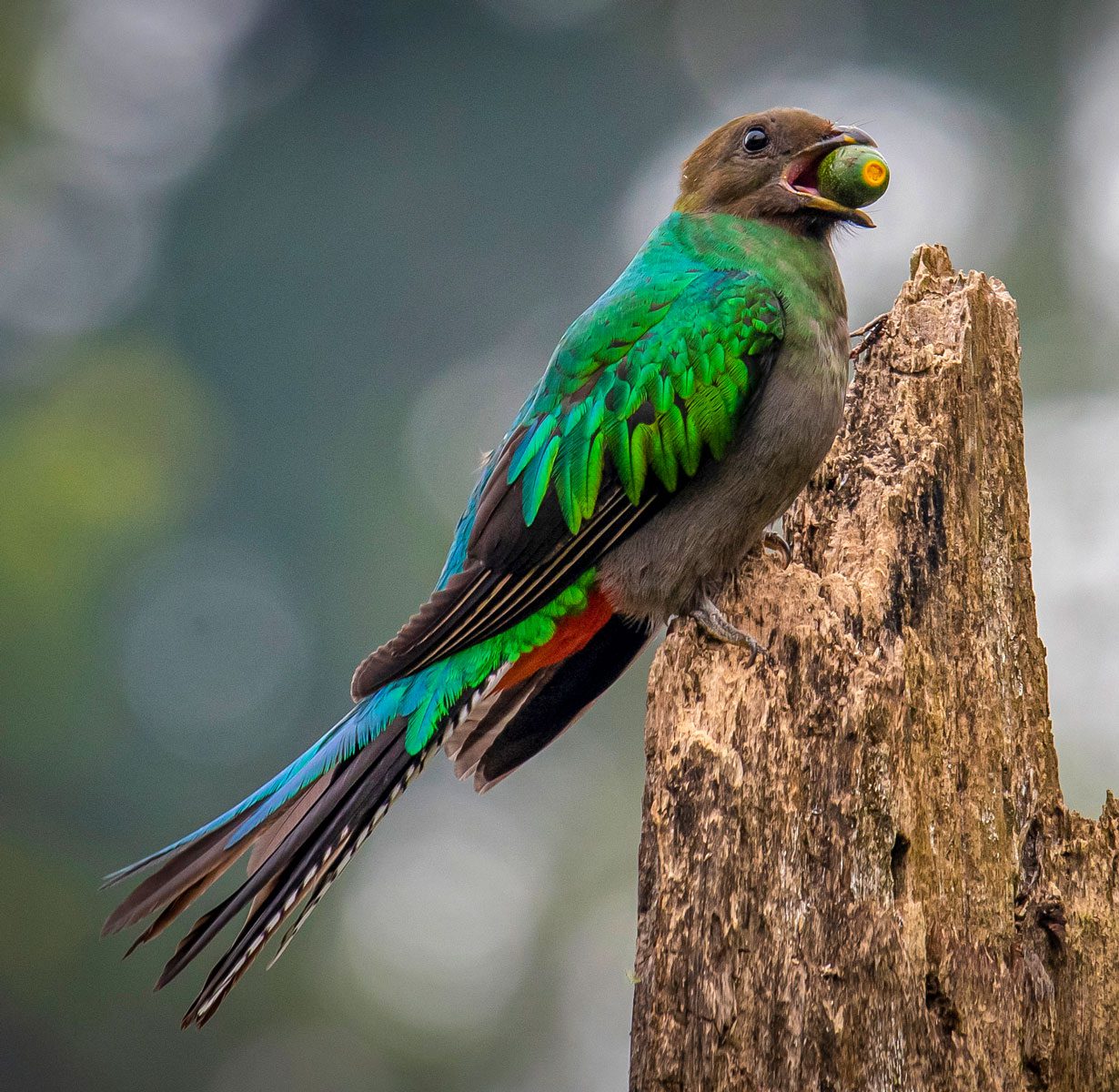 Iridescent green bird with a brown head holds a nut while perched on a tree stump.