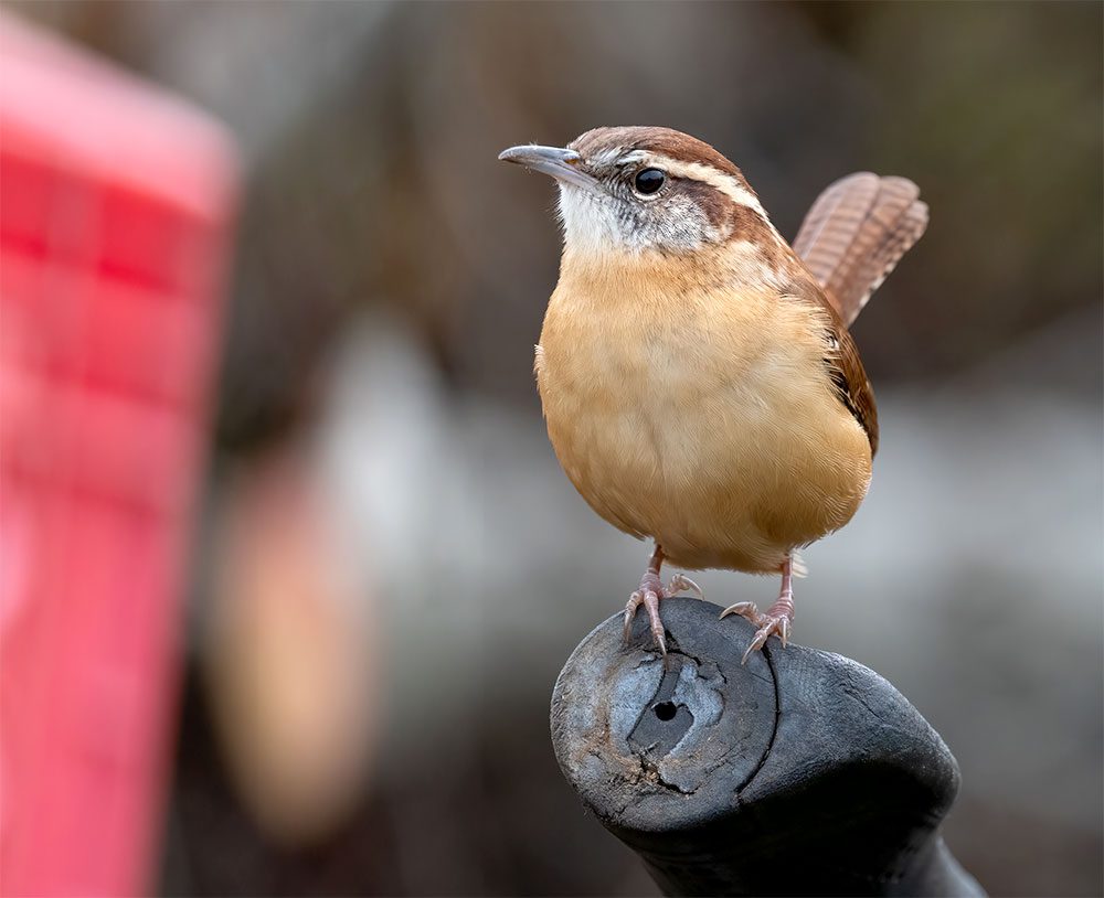 A Brown and orange/cream bird with a white eye-stripe stands on a pipe