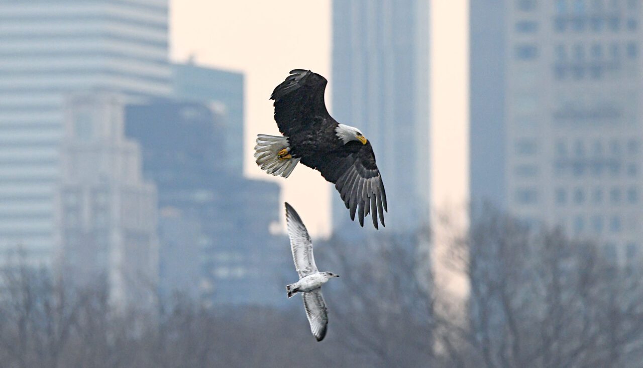 A large black and white bird and a smaller white and gray bird fly against an urban background.