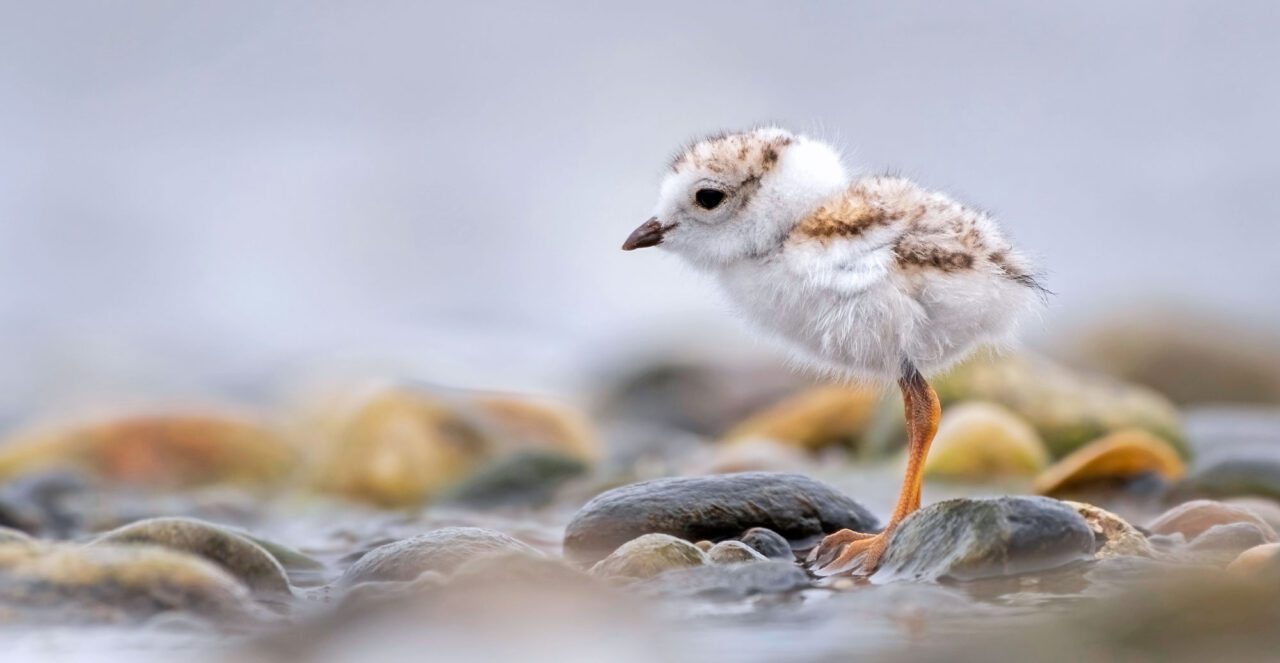 A small, fluffy, white and brown chick with long, orange legs stands on a rocky shore.