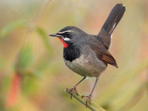 https://www.allaboutbirds.org/news/wp-content/uploads/2024/01/520591091-Chinese_Rubythroat-Ayuwat_Jearwattanakanok-480x360.jpg