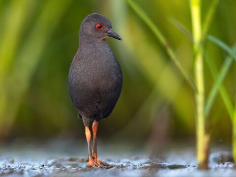 A gray bird with a red eye and orange legs standing upright.