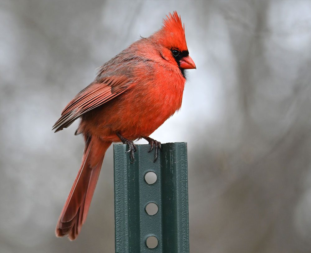 A red bird with a black face and crested head stands on a metal fence post.