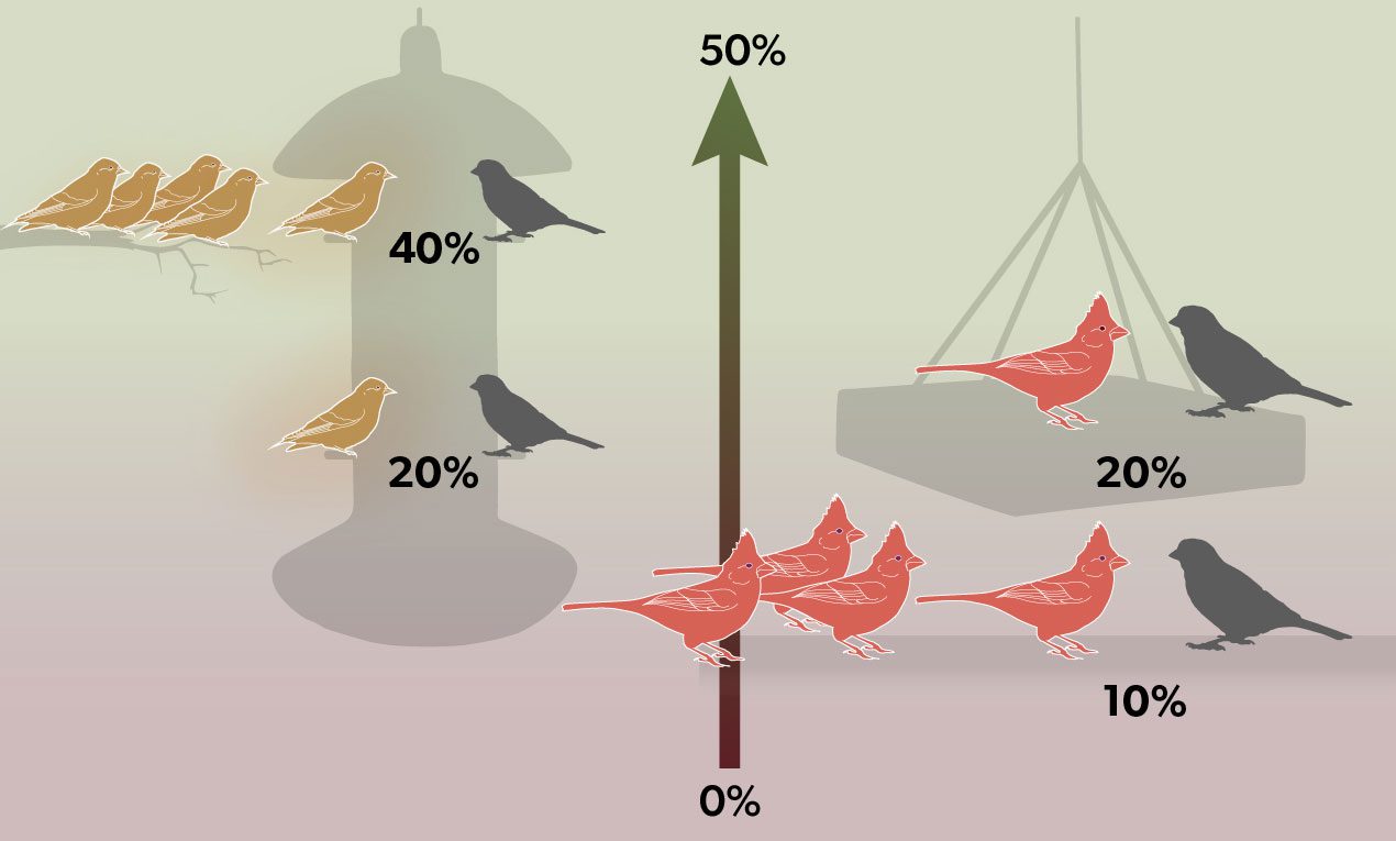 Illustration showing how some bird species are more dominant at feeders if they have others with them.