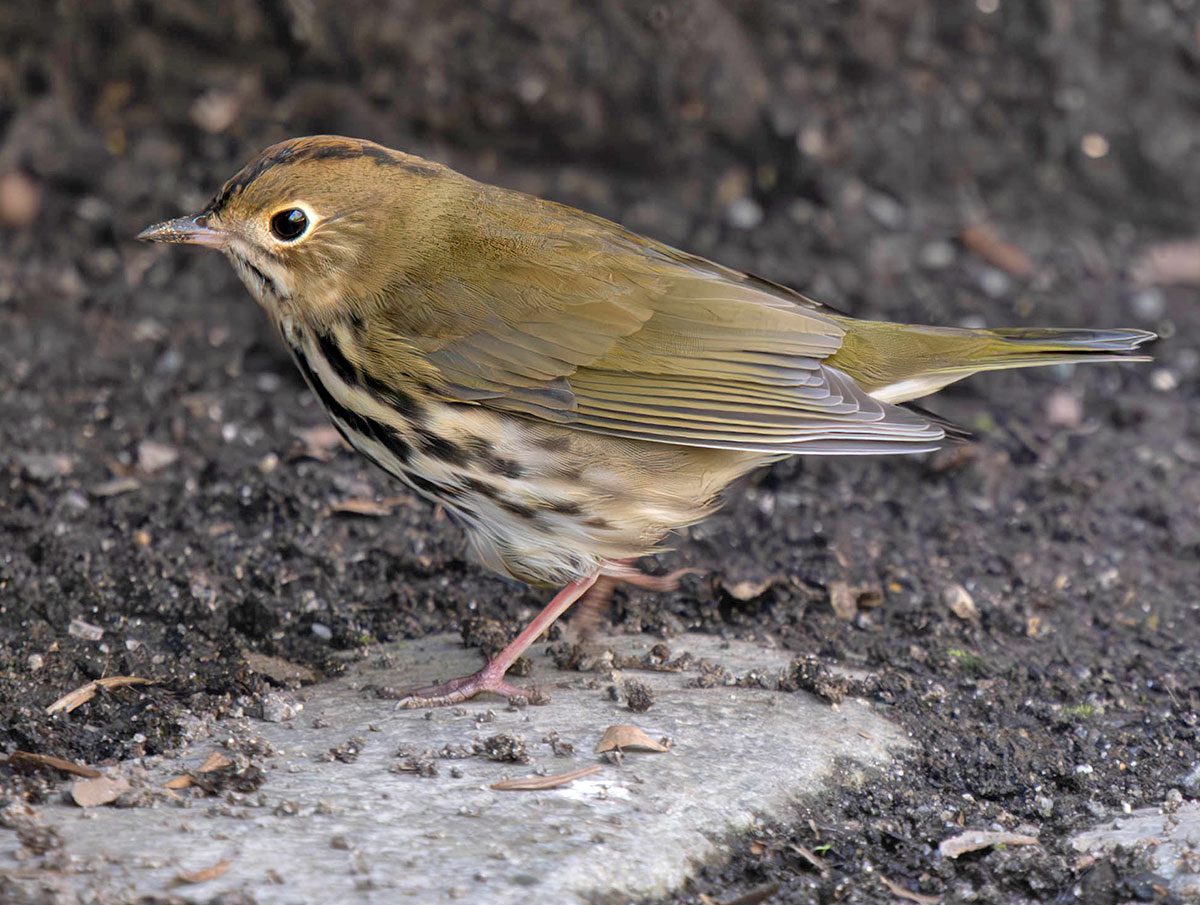 Olive brown bird with a streaky underside, on the ground.
