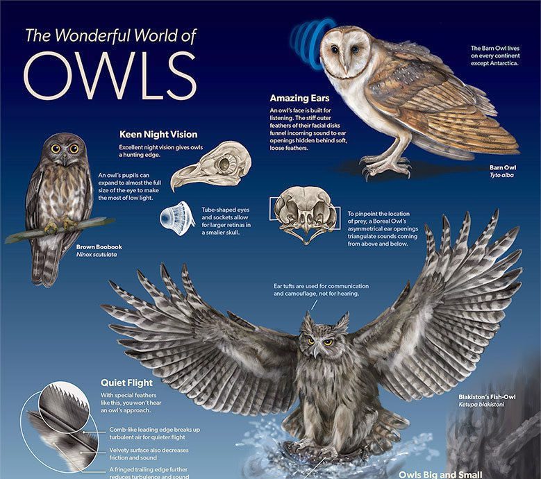 A poster with illustrations of owls.