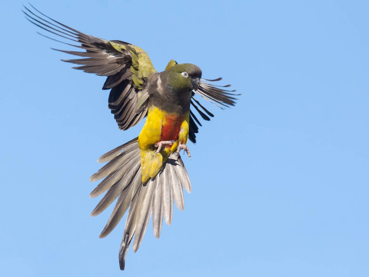 A green and yellow parakeet with wings and tail spread against a blue sky.