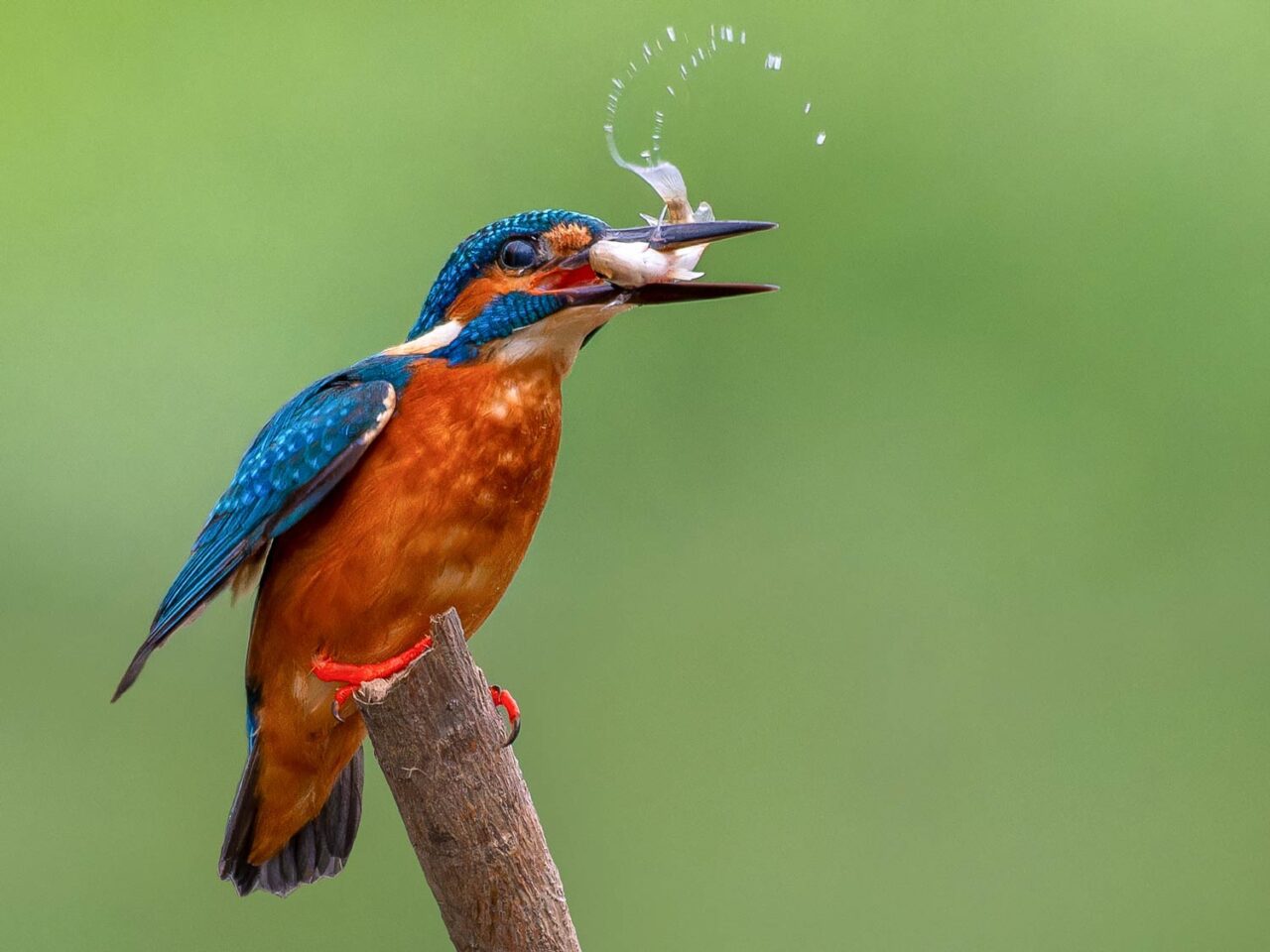 a blue and brown kingfisher holds a freshly caught fish in its beak.