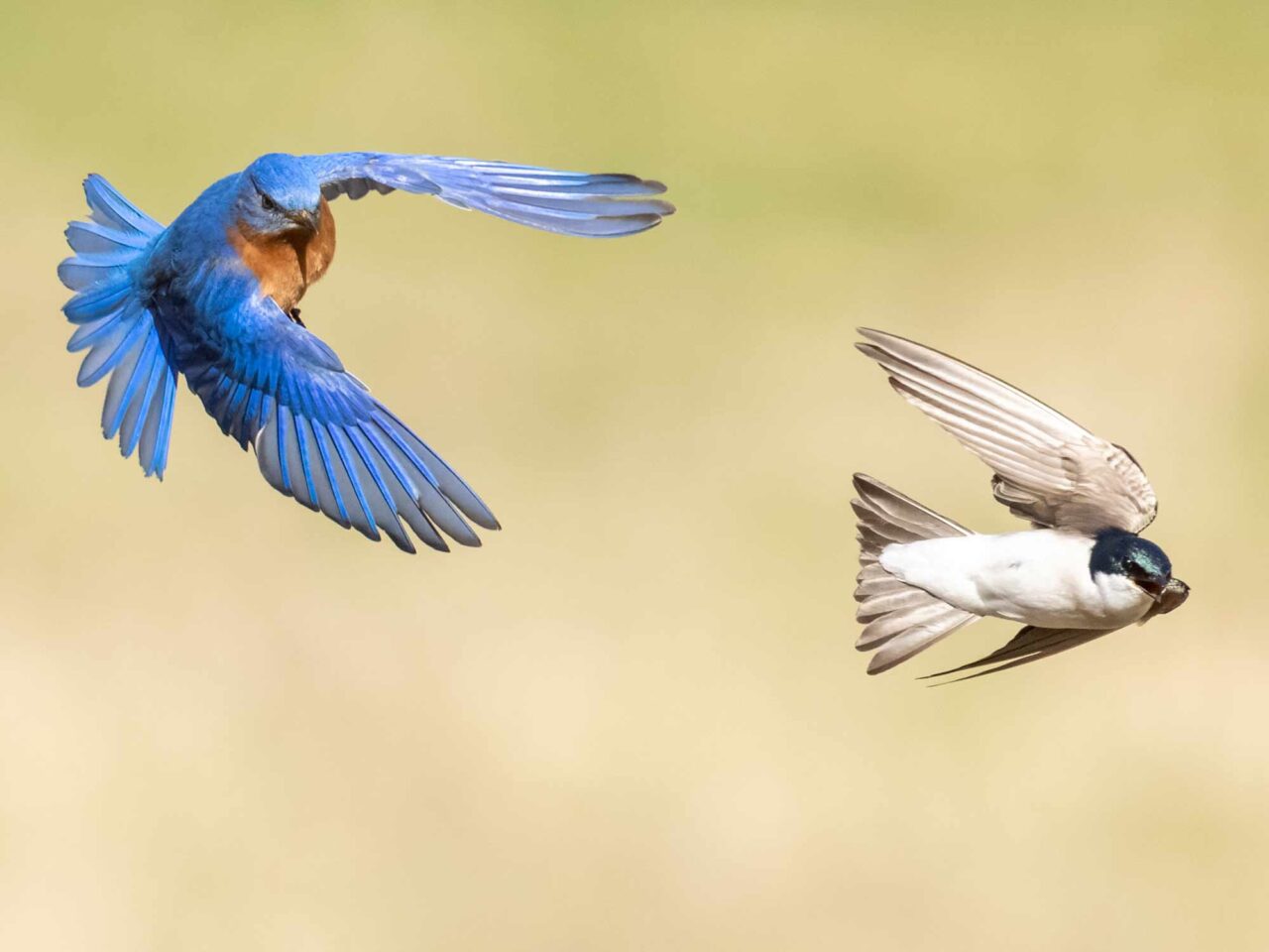 A blue bird chases another white and iridescent blue bird.