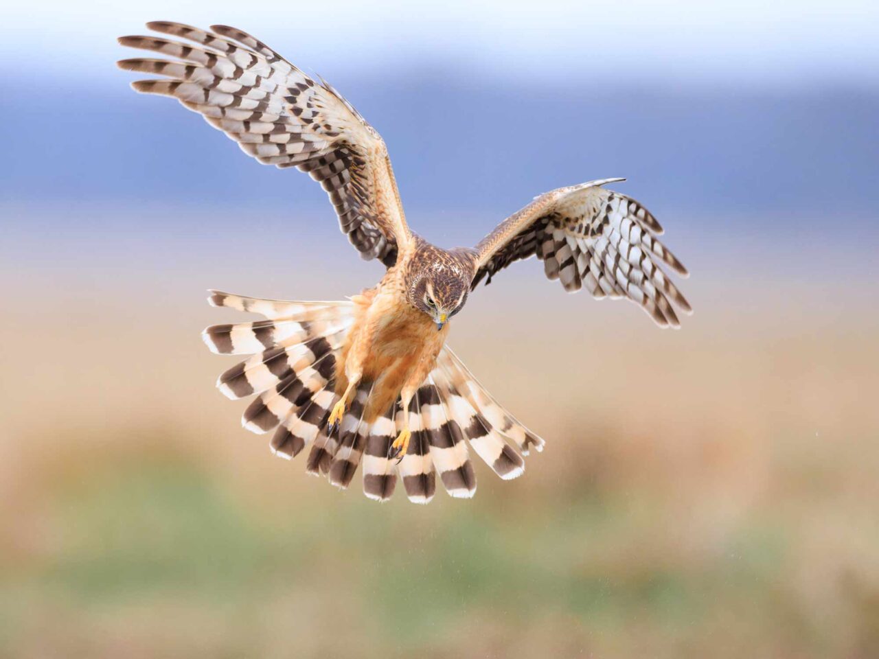 A brown and white hawk hovers over a grassland.