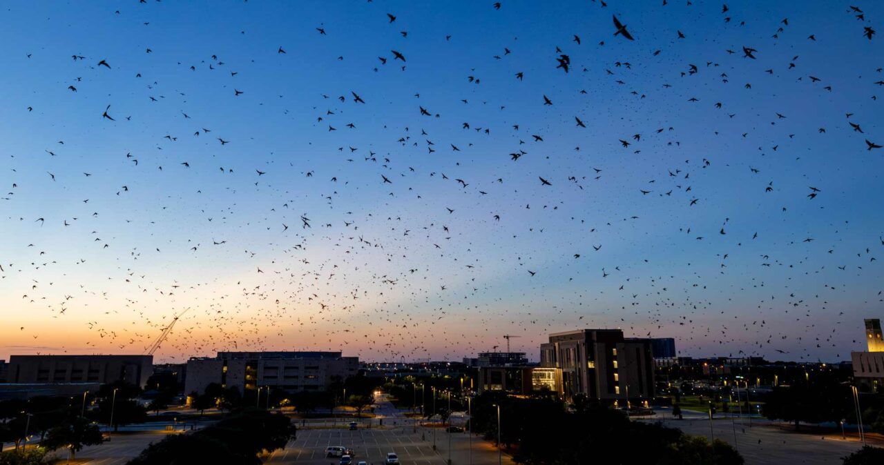 Hundreds of birds fly at sunset over a dark city.