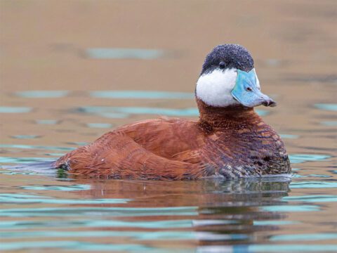 Brown duck with white cheeks, a black cap and a blue bill, in the water.