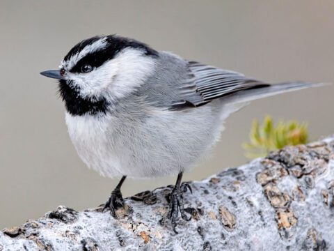 A small, plump, grey bird with a black and white striped face, perches on a log.