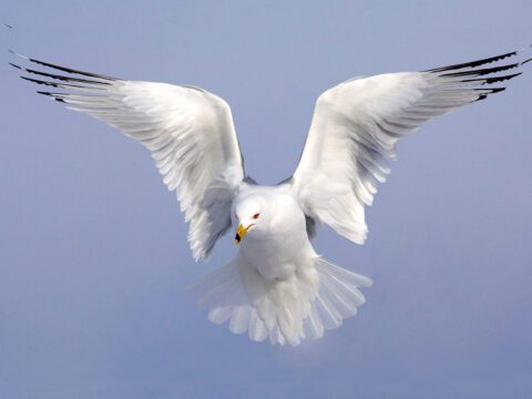 White bird in flight with blue background.