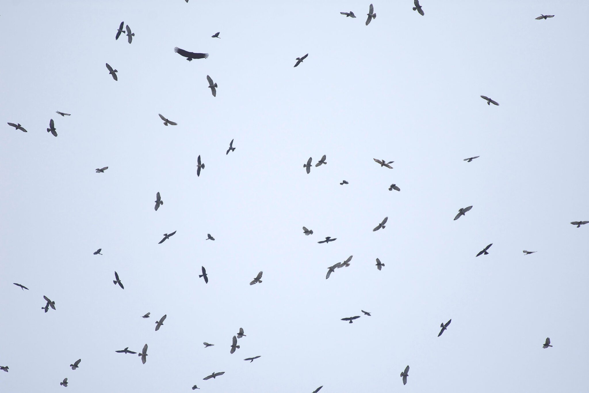 What is the Definition of Bird Watching: Ultimate Guide for Beginners