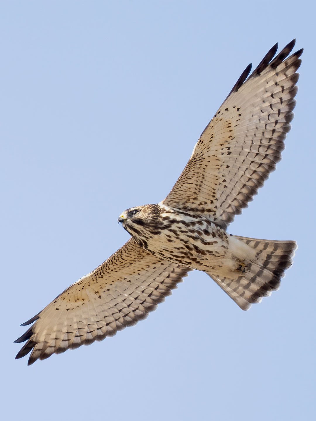 Looking-up, close up of a brown and cream stripy hawk in the air.