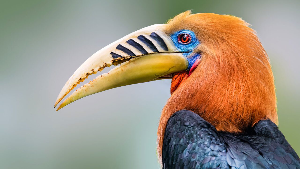 Close up of red-headed bird with large yellow bill with black stripes, a red eye and blue face patch.