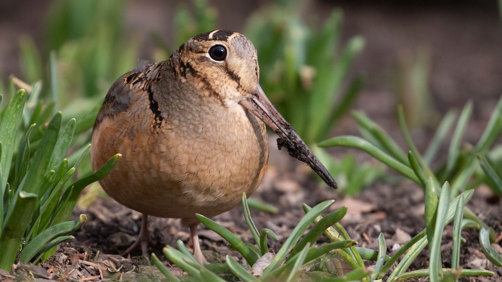 In finding Extra Birds with Those 8 Ideas for Your Birding Regimen