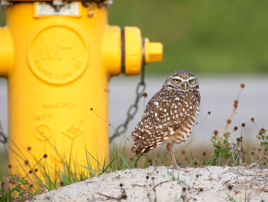 A little brown and white spotted owl stands next to a yellow hydrant..