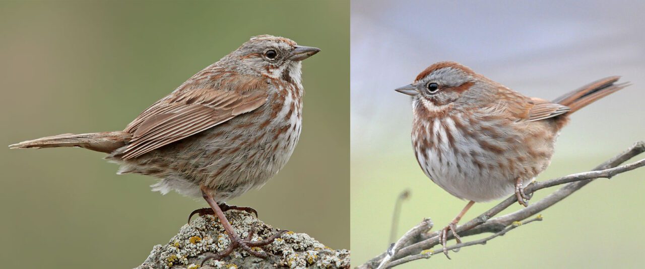 Two photos of Song Sparrows showing differences in subspecies.