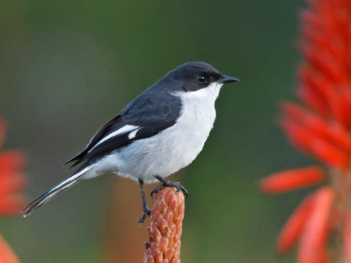 Black and white bird perched among red flowers.