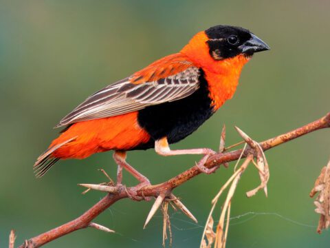 Red and black bird stands on a branch.