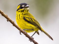 Yellow bird with black stripes and a black bill with white patches by bill, perched on a branch.