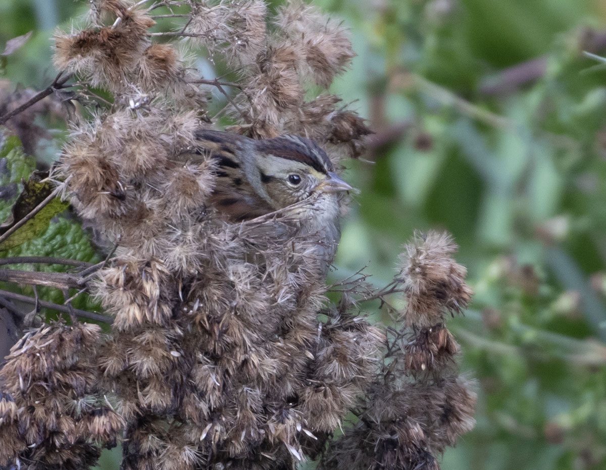 Brown streaky bird hides in bushy grasses, peeking its head out.