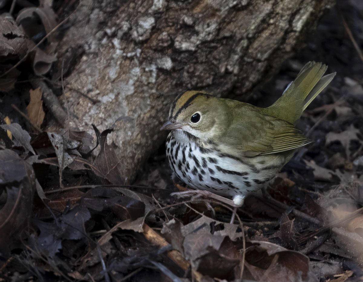 Olive bird with black and white streaky underside and crown striped with black stripes and an orange stripe in the middle, walks in the undergrowth.