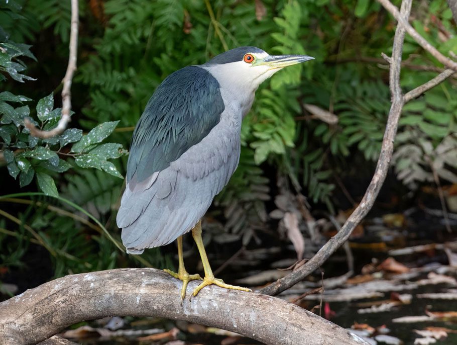 Grey and green-black bird with a black cap and large yellowish bill and a bright red eye, stands over a stream.