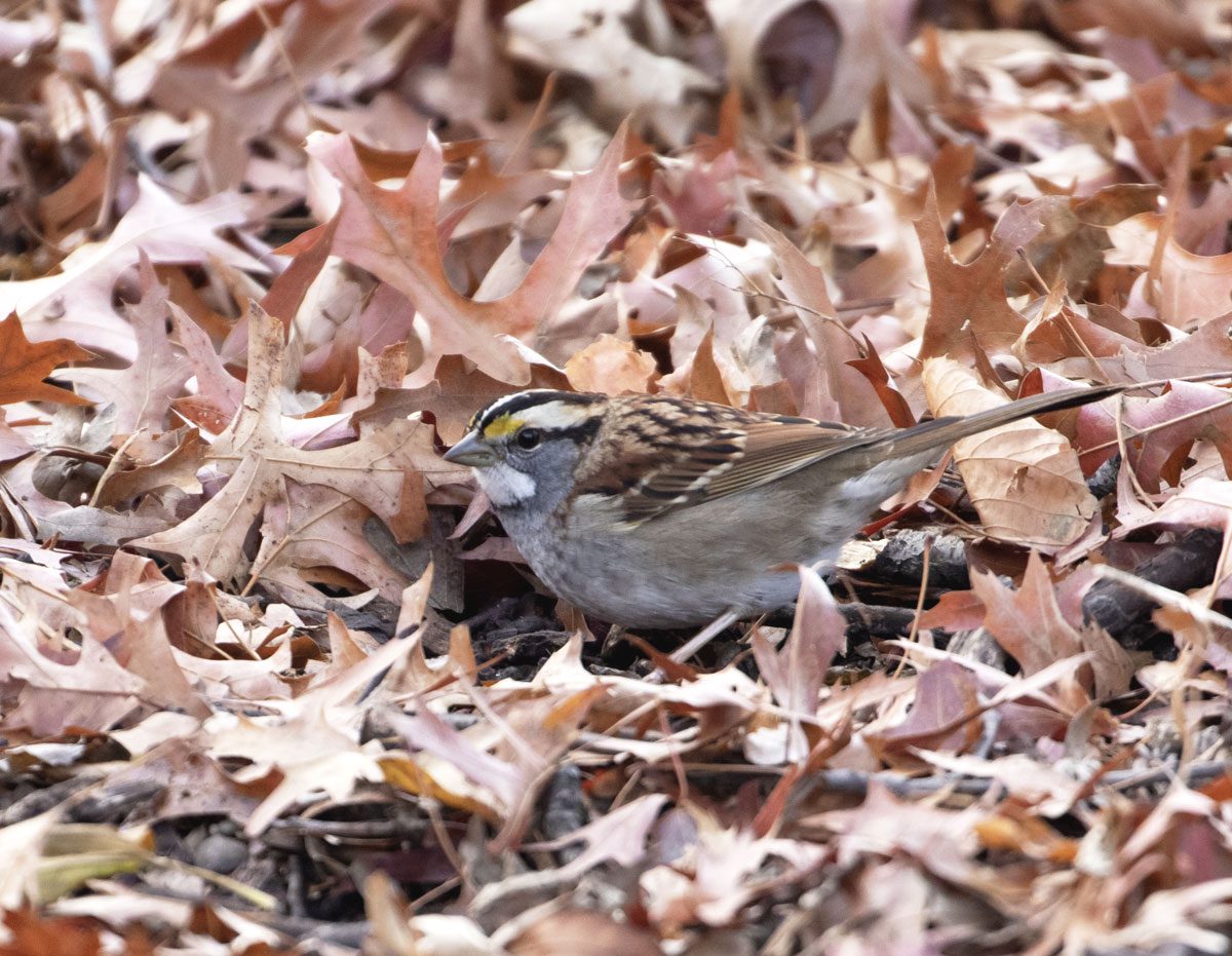 Brown -streaky backed bird with a beige/white abdomen and head striped with white, gray, white and yellow, in fallen leaves.