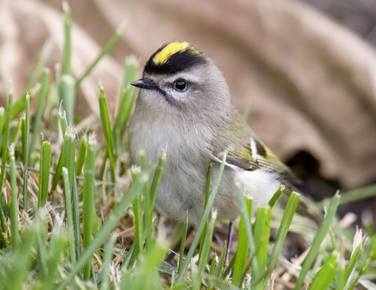 Grey bird with touches of black and yellow and a head topped with a gold stripe and black stripes on either side, stands in the grass.