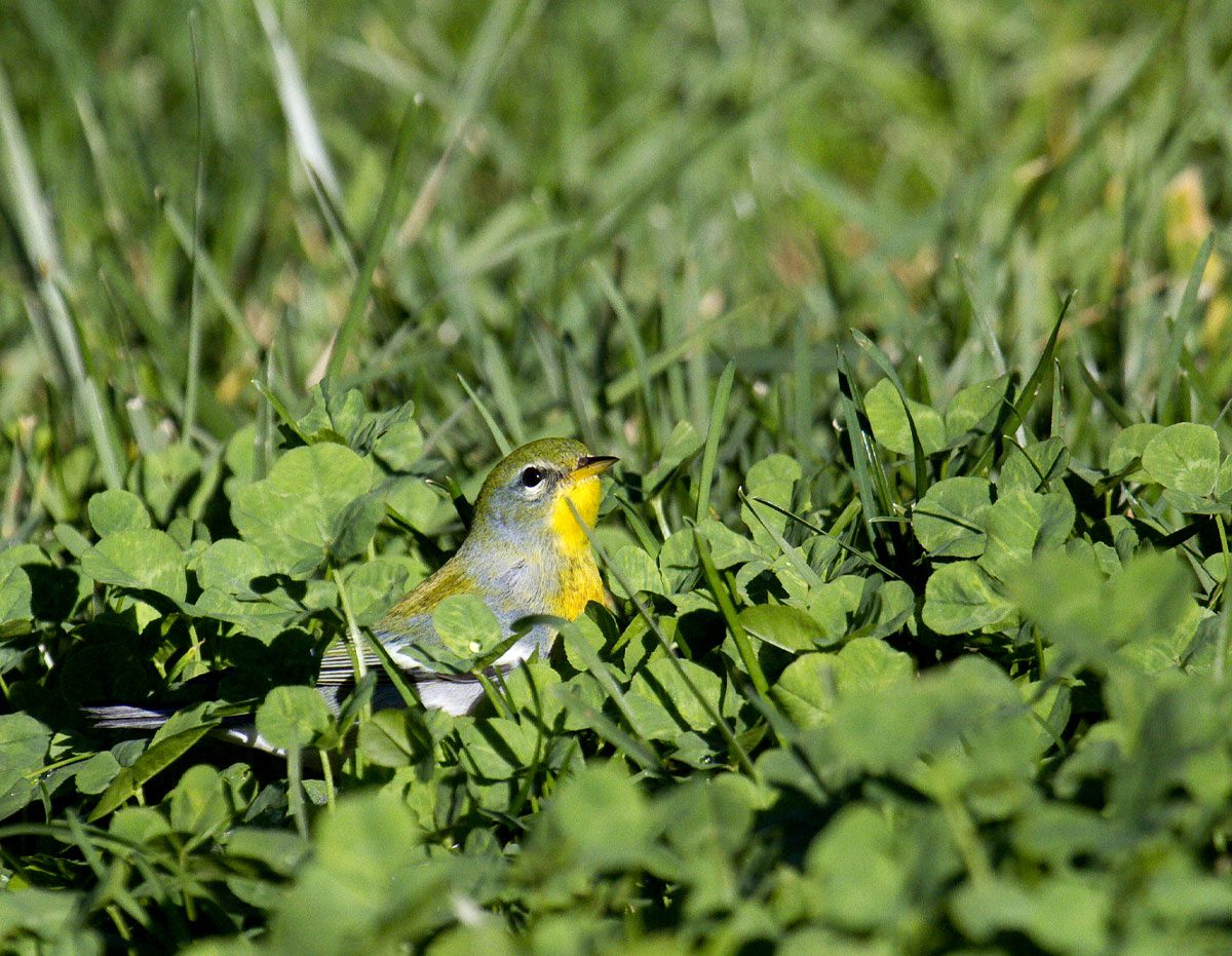 Greenish-gray bird with a yellow throat in the sunshine grass.