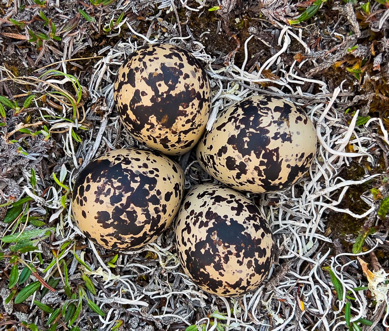 Four cream and brown speckled eggs.