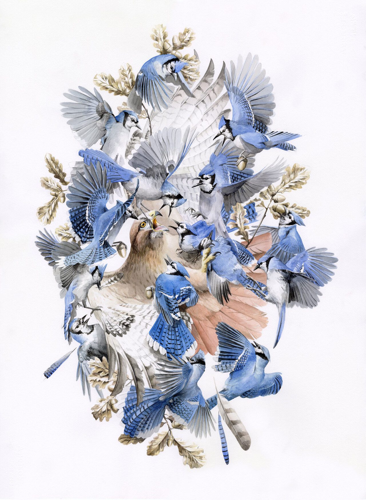 Illustration of a hawk being mobbed by a lot of blue, black and white birds.