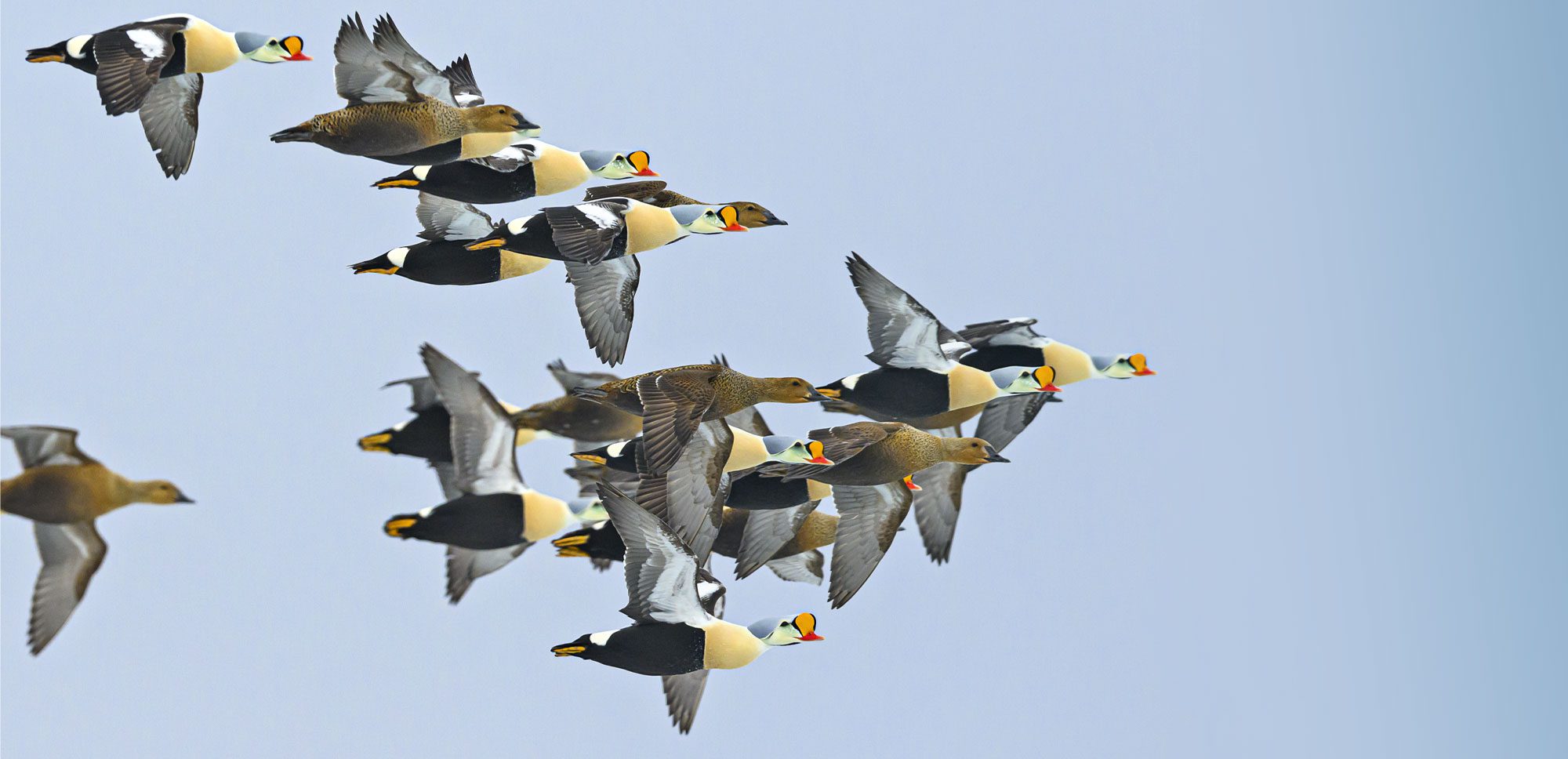 Multicolored ducks in flight